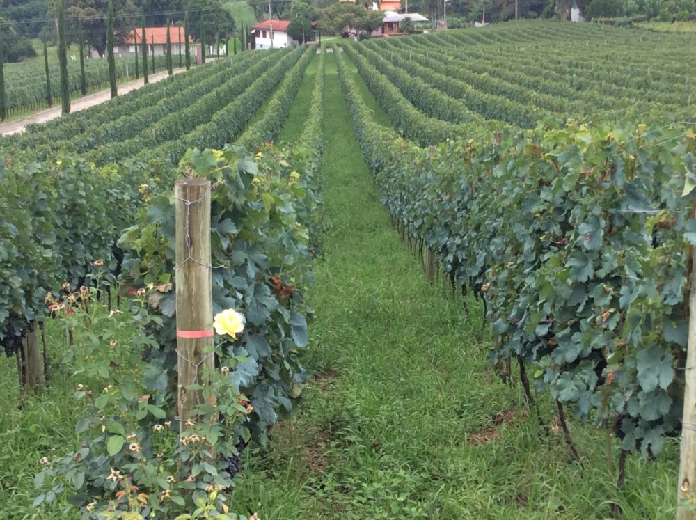 NOTABILE NA SERRA GAUCHA BENTO GONÇALVES (Brasil) - de R$ 240