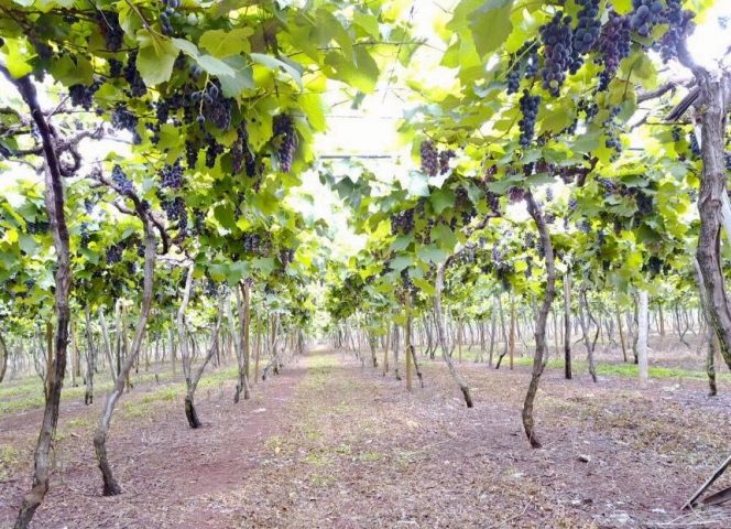 Vinícola Goiás, em Itaberaí – suco Dell Nonno e vinho do cerrado