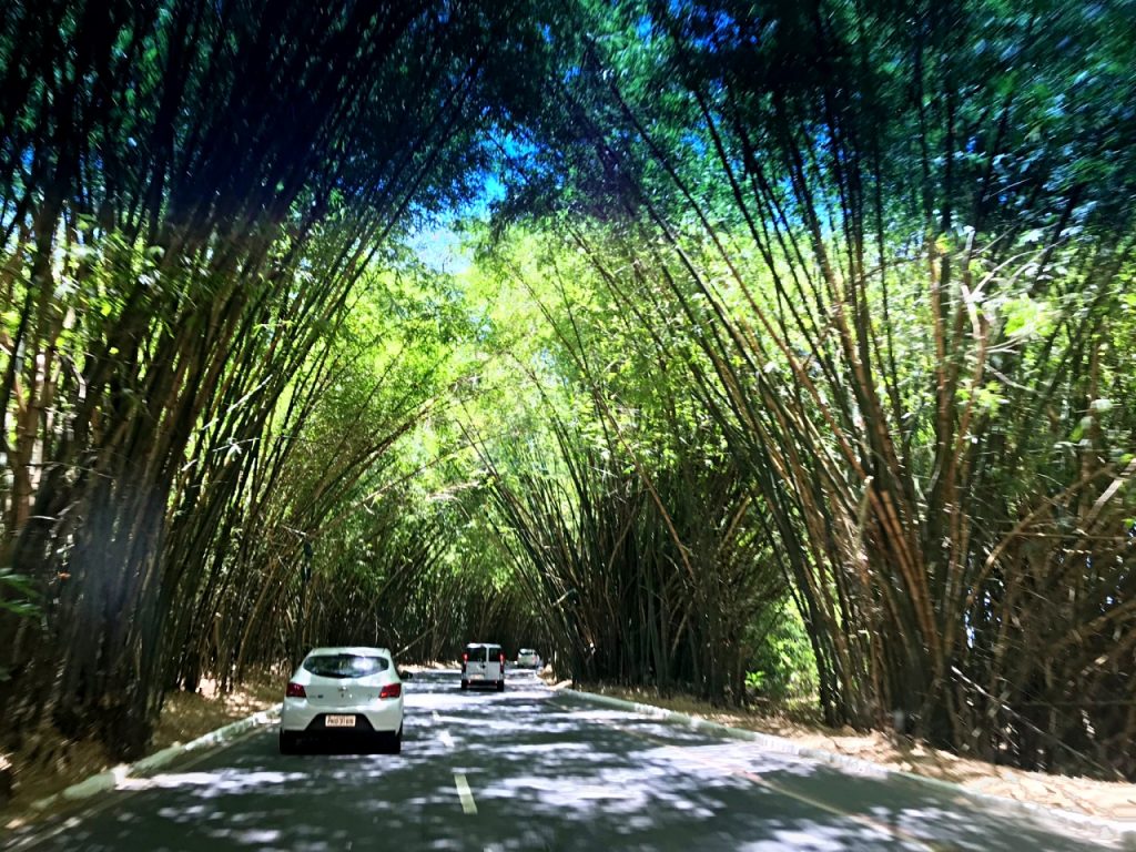 Caminho do Bambu-Aeroporto de Salvador