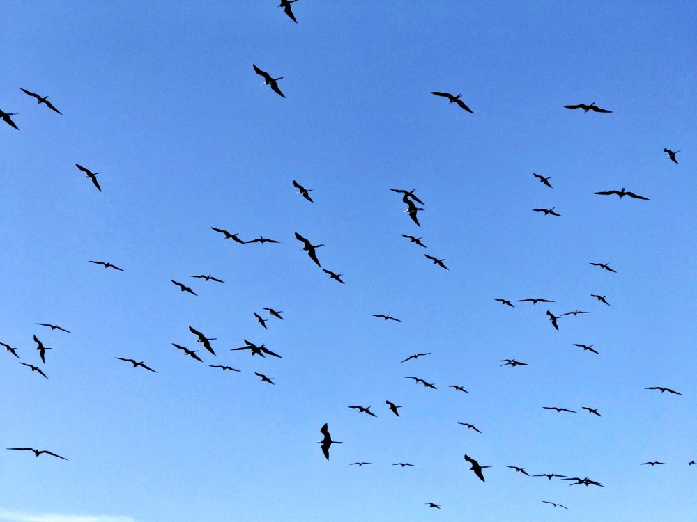 Isla Iguana - aves migratórias sobre a ilha