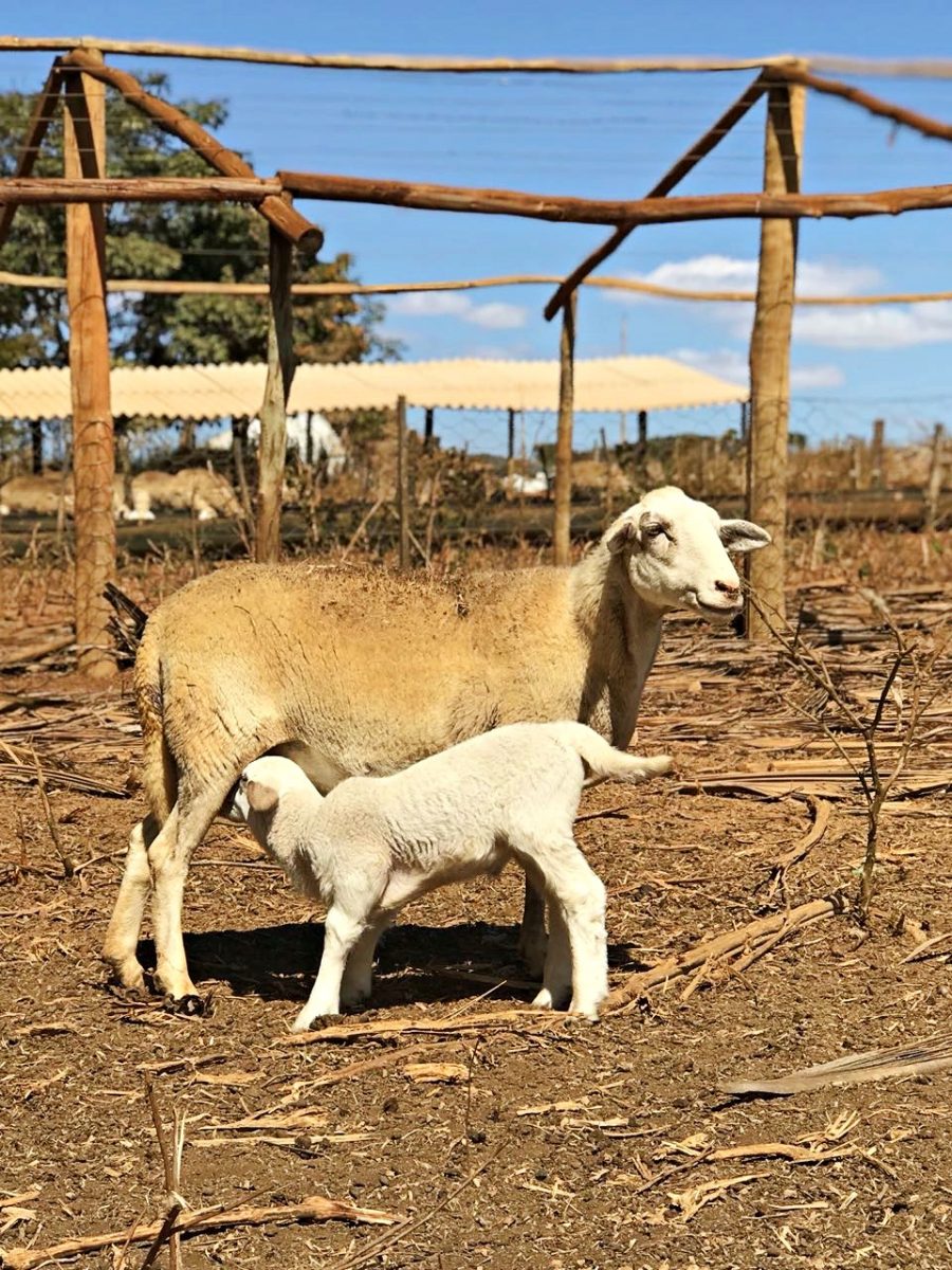 Fazenda Ercoara - ovelha e cordeiro