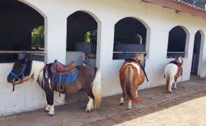 Ponyland - Passeio perto de Curitiba